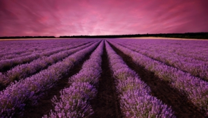 Lavender For Desktop Background