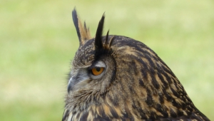 Long Eared Owl 4k