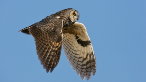 Long Eared Owl Images