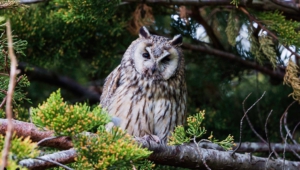 Long Eared Owl Pictures