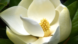 Magnolia Desktop Images