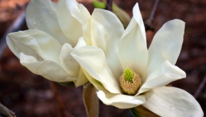 Magnolia Images