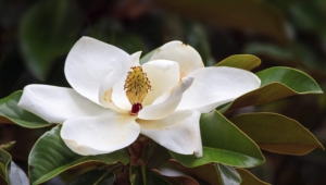 Magnolia Widescreen