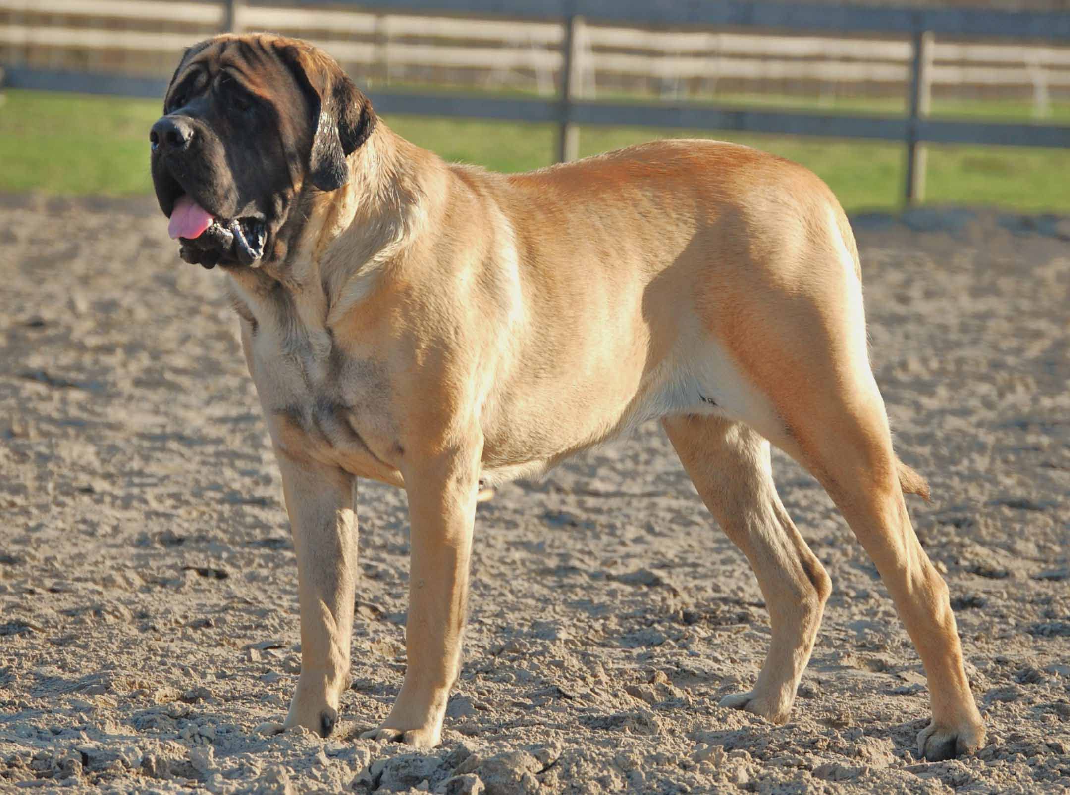 Mastiff High Quality Wallpapers