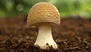 Mushroom Computer Wallpaper