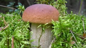 Mushroom Hd