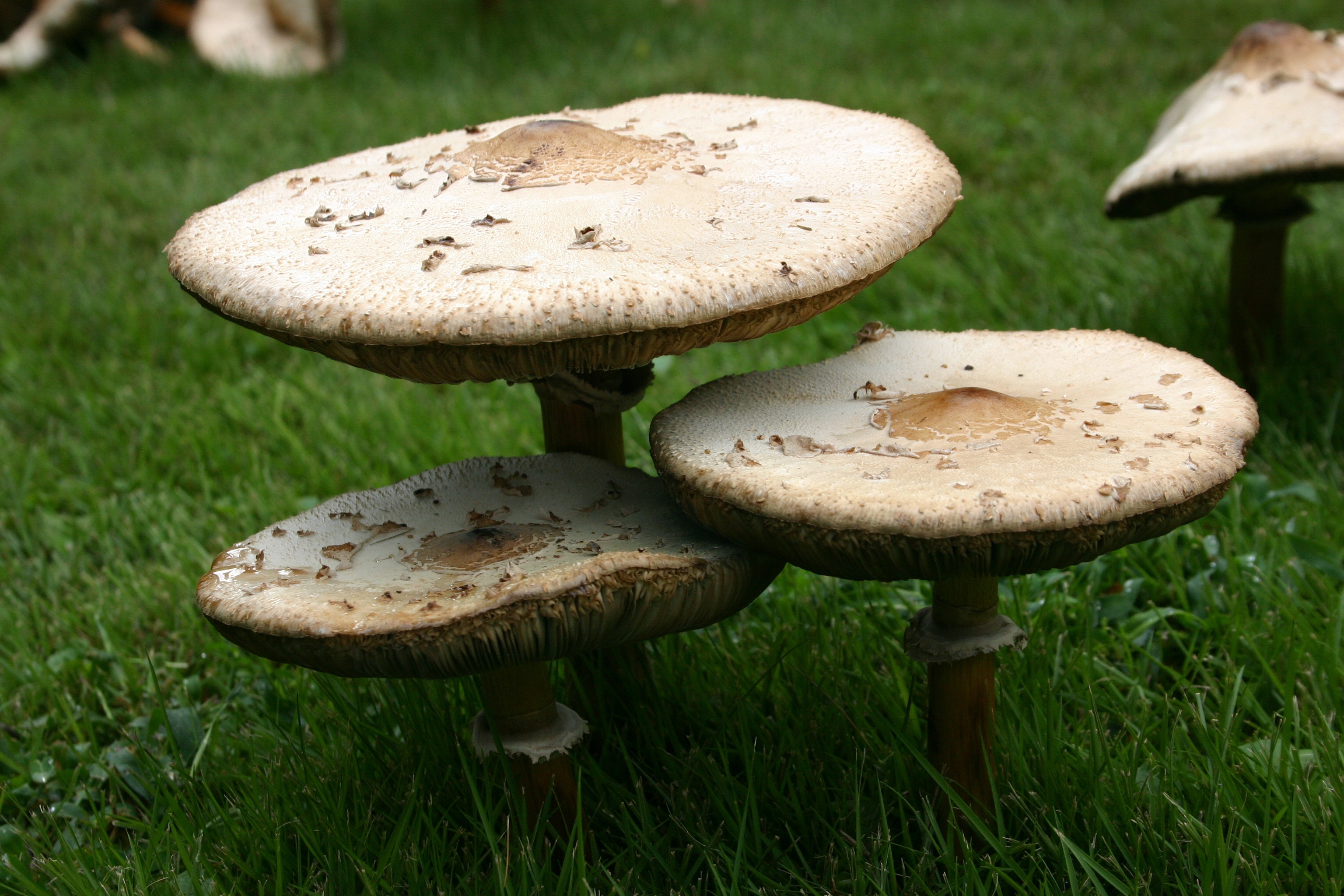 Съедобные грибы на тополях фото. Съедобные грибы 94. Гриб на колесе. Съедобные грибы fb2. Грузинский гриб