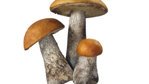 Mushroom High Definition
