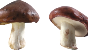 Mushroom Full Hd
