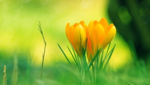 Nature Flowers Hd Background