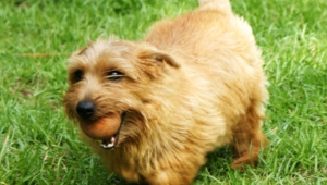 Norfolk Terrier High Definition