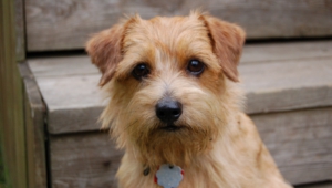 Norfolk Terrier High Quality Wallpapers