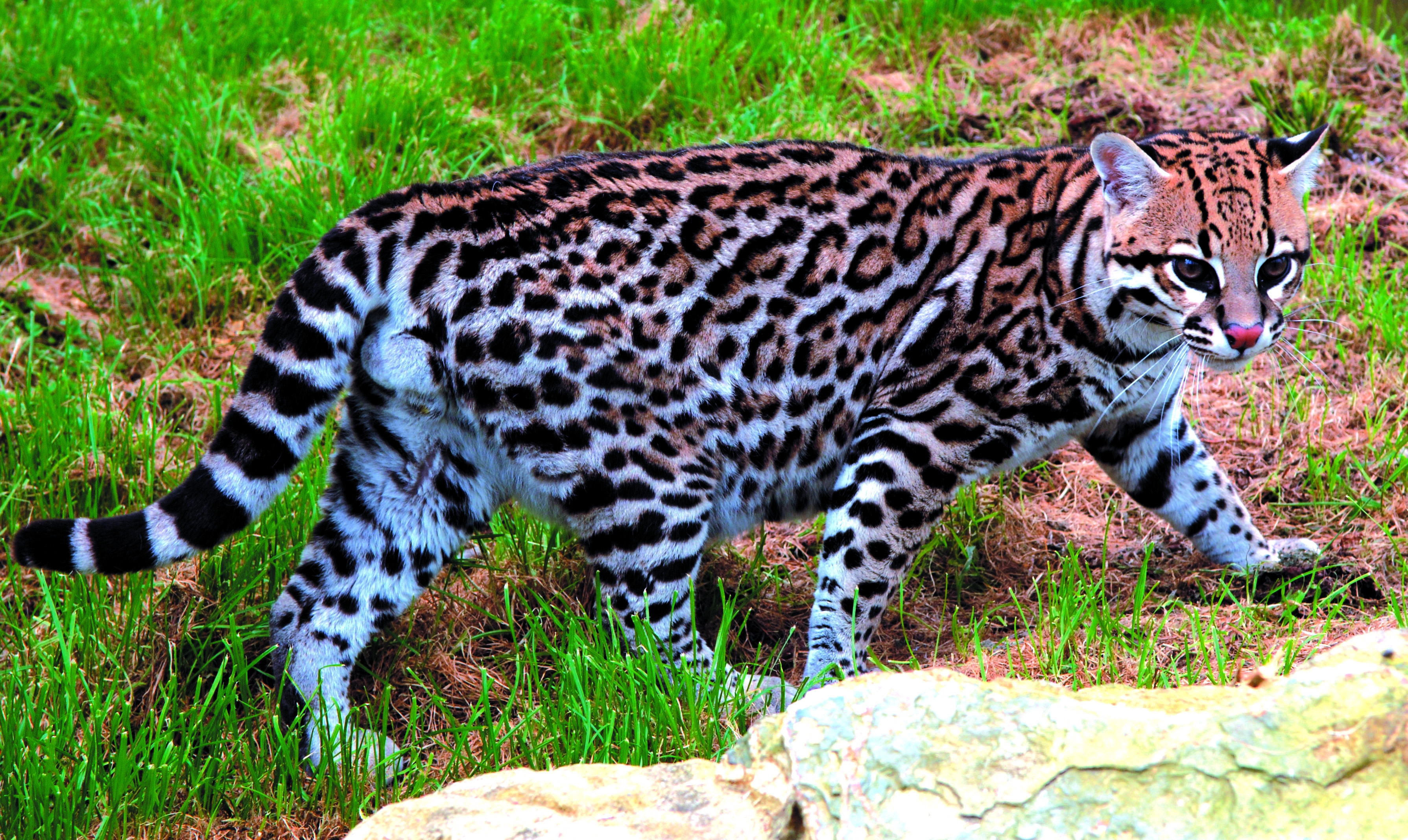 Пестрый леопард. Оцелот кошка. Дикая кошка Оцелот Южной Америки. Животные Южной Америки Оцелот. Леопард онцилла.