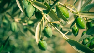Olives High Definition Wallpapers