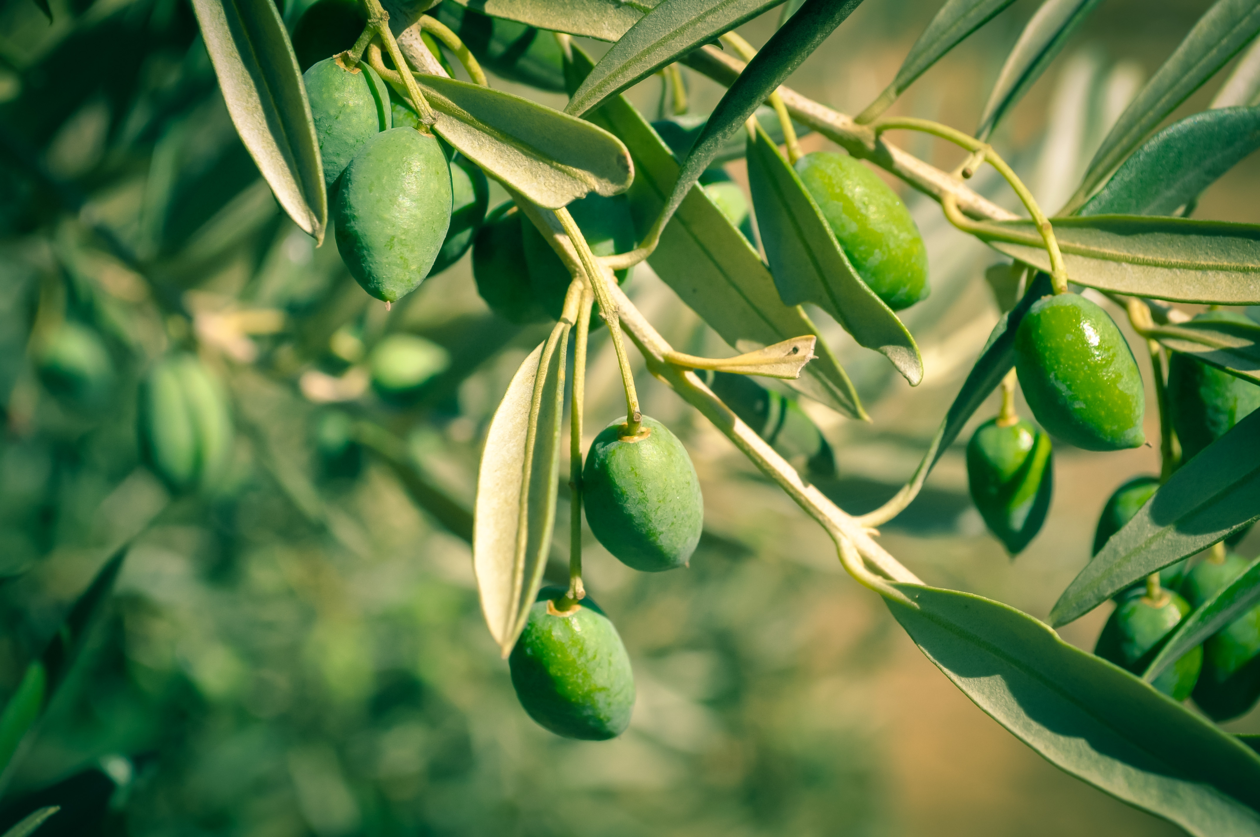 Olives High Definition Wallpapers
