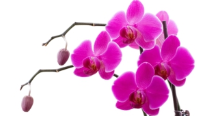 Orchid Computer Wallpaper