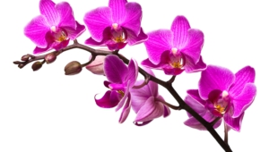 Orchid Desktop