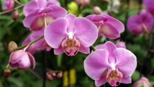 Orchid Hd Background