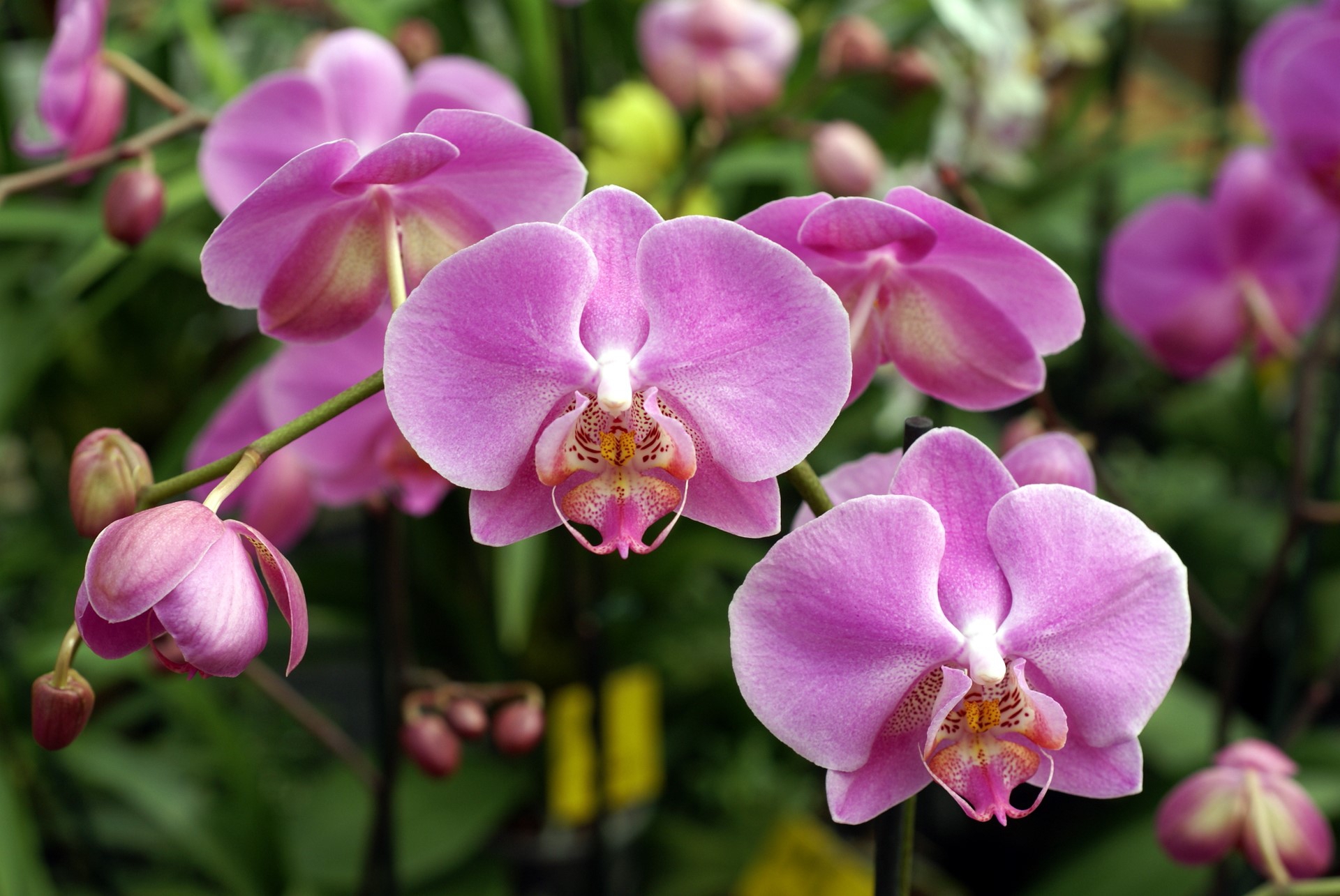 Orchid Hd Background