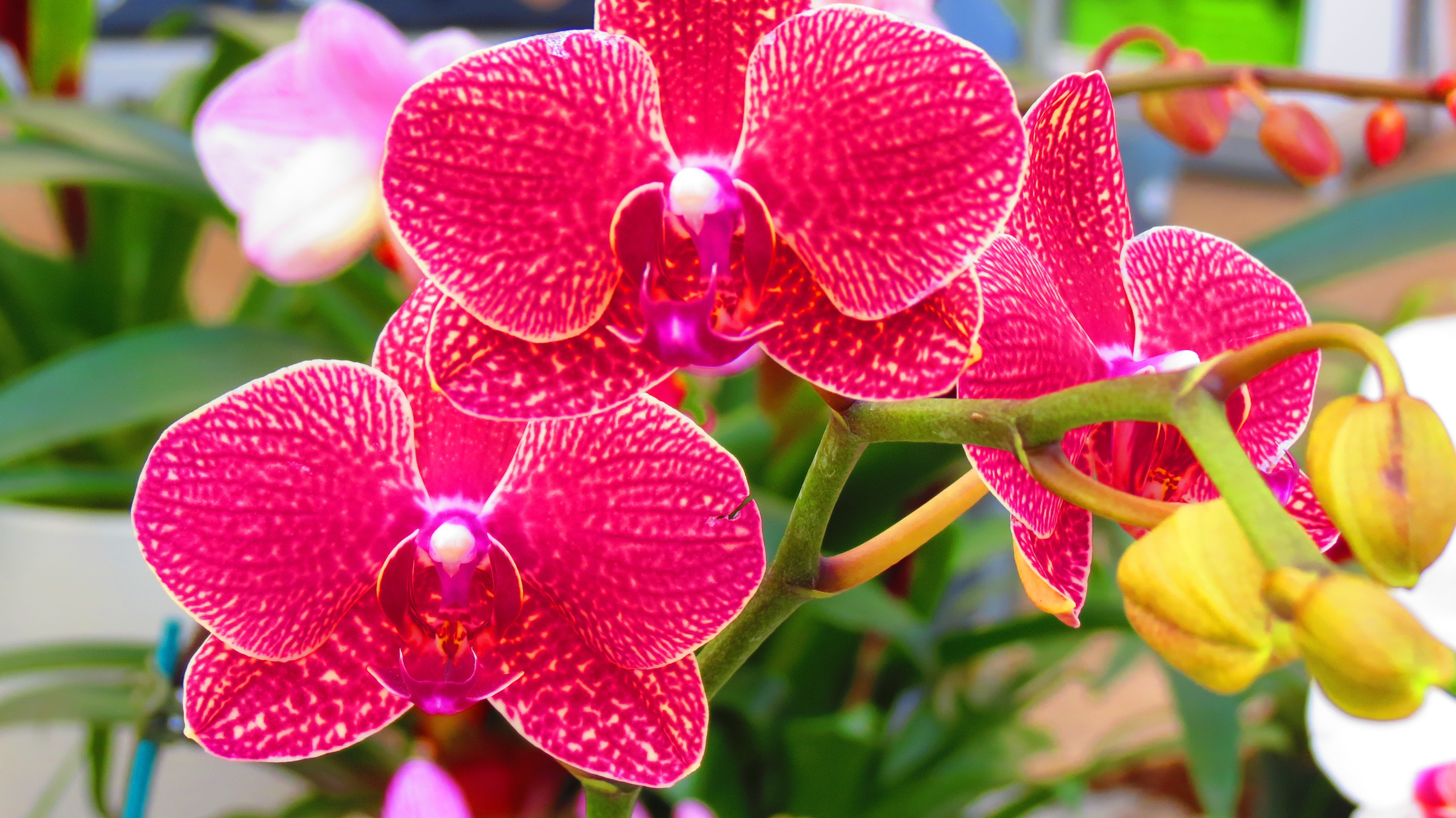 Orchid Hd Desktop
