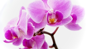 Orchid Images