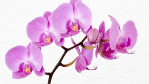 Orchid Wallpapers Hd