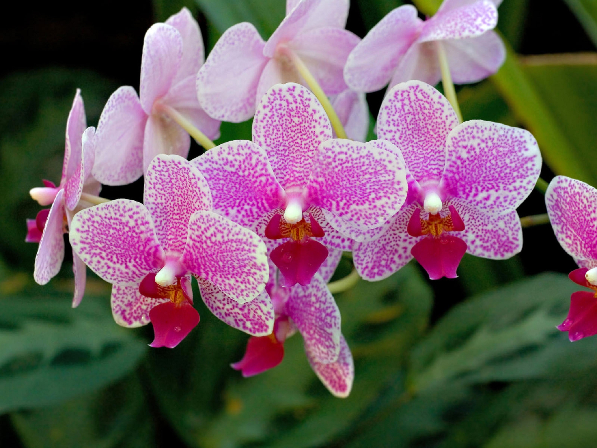 Orchid Full Hd