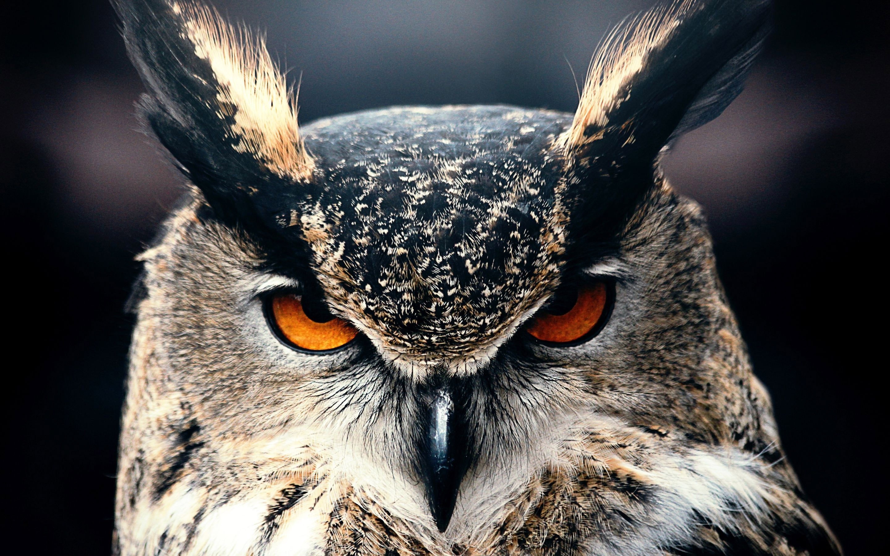 Owl Desktop