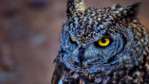 Owl High Definition Wallpapers