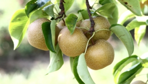 Pear Pictures