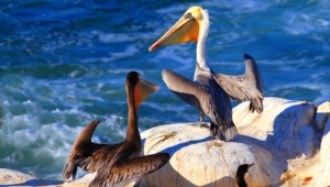 Pelican Hd Background