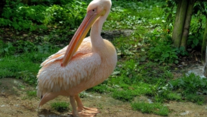 Pelican High Definition