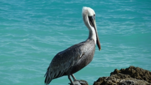 Pelican Images