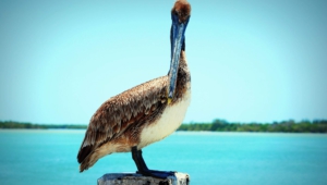 Pelican For Desktop