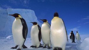 Penguin High Quality Wallpapers