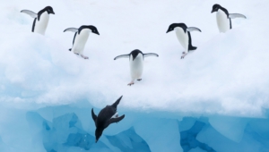 Penguin Images