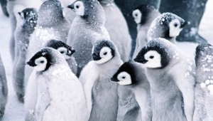 Penguin Pictures