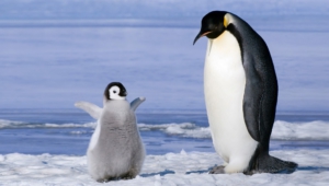 Penguin Wallpapers And Backgrounds