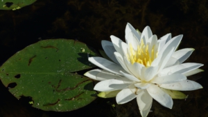 Photos Of Water Lily