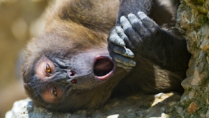 Pictures Of Baboon
