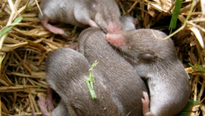 Pictures Of Baby Mole