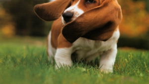 Pictures Of Basset Hound