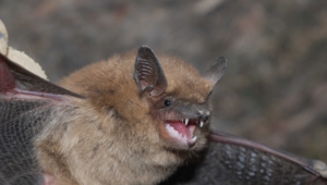 Pictures Of Bat