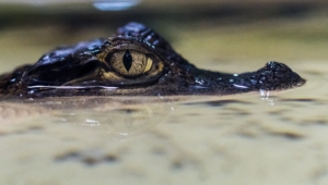 Pictures Of Caiman
