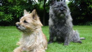 Pictures Of Cairn Terrier