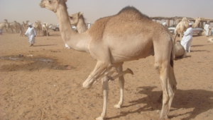 Pictures Of Camel
