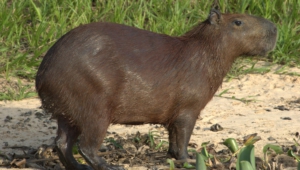 Pictures Of Capybara