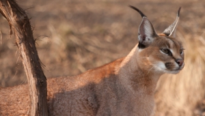 Pictures Of Caracal