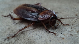 Pictures Of Cockroach