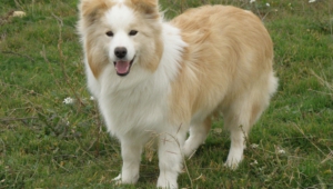 Pictures Of Collie